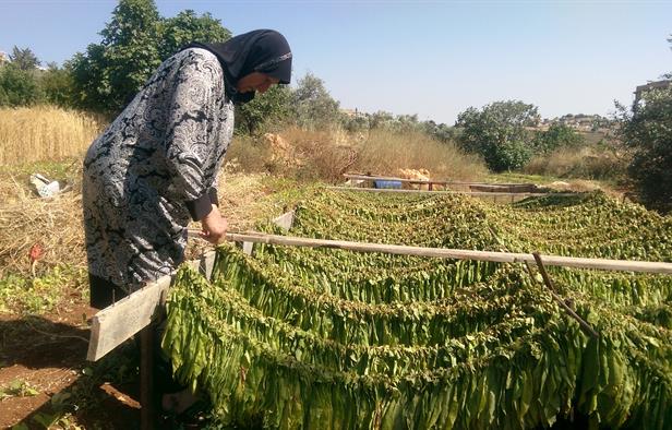 Hajji Naaimeh hanging tobacco leaves out to dry in Houla (NOW/Myra Abdallah)